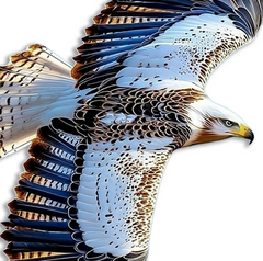 Soaring Eagle